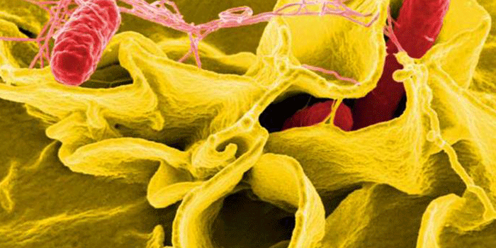 Salmonella