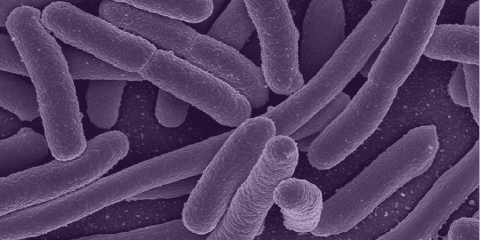 Escherichia coli