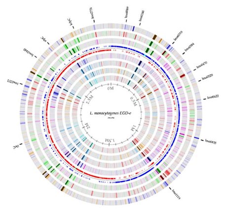 Listeria monocytogenes