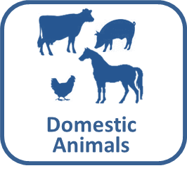 Domestic Animals