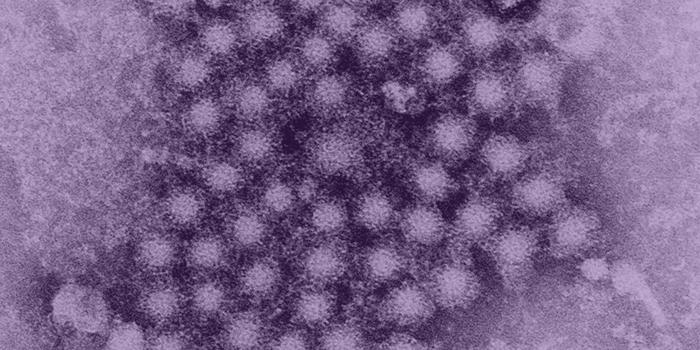 Hepatitis A virus