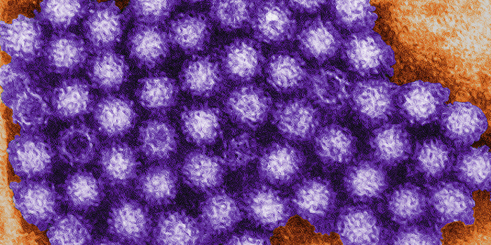 Norovirus