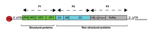 Hepatitis A genome