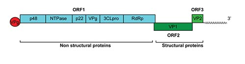 Norovirus genome