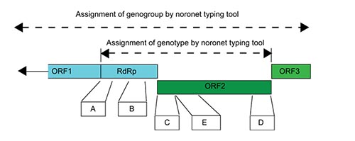 Regions used for genotyping of noroviruses